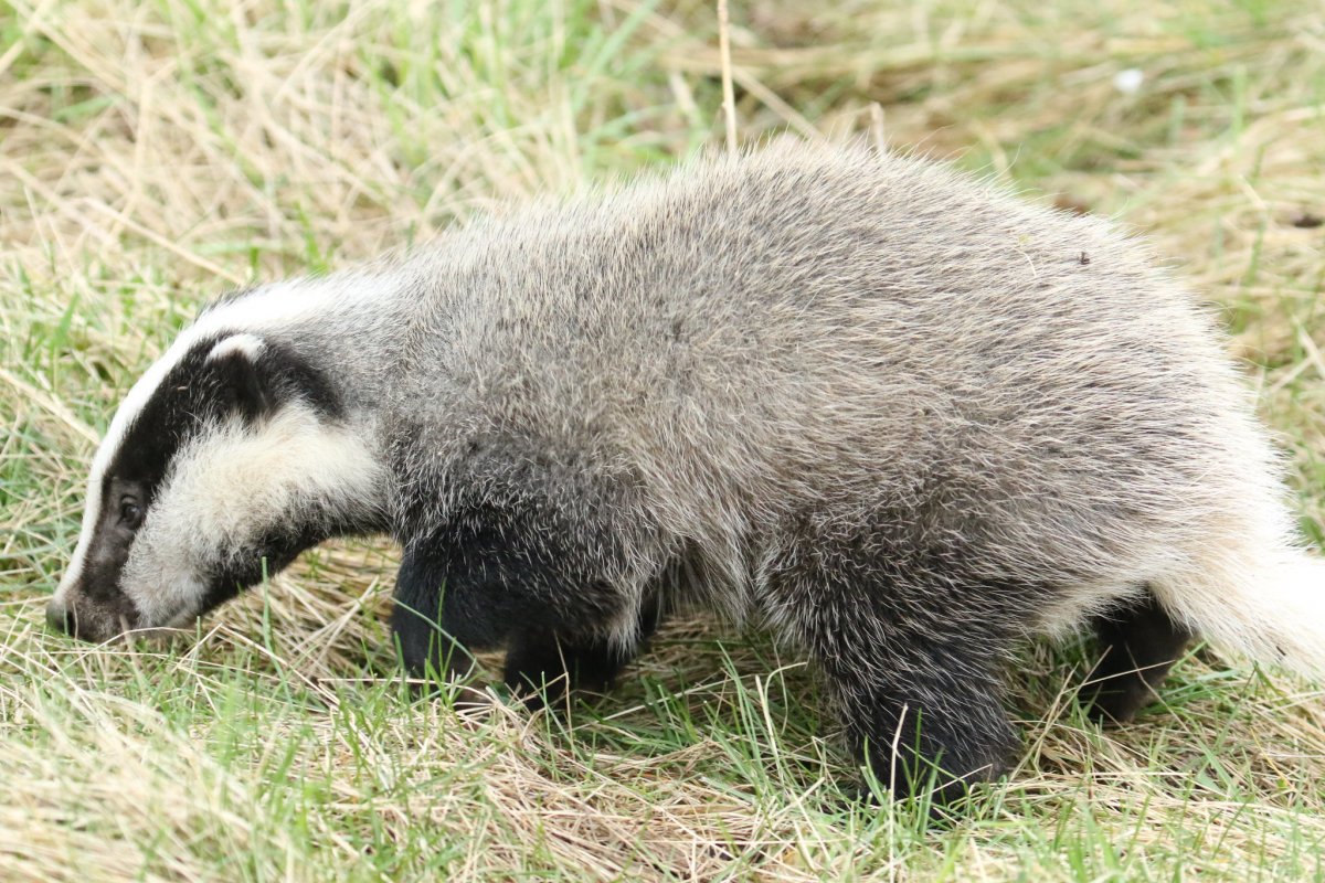 Барсук спит