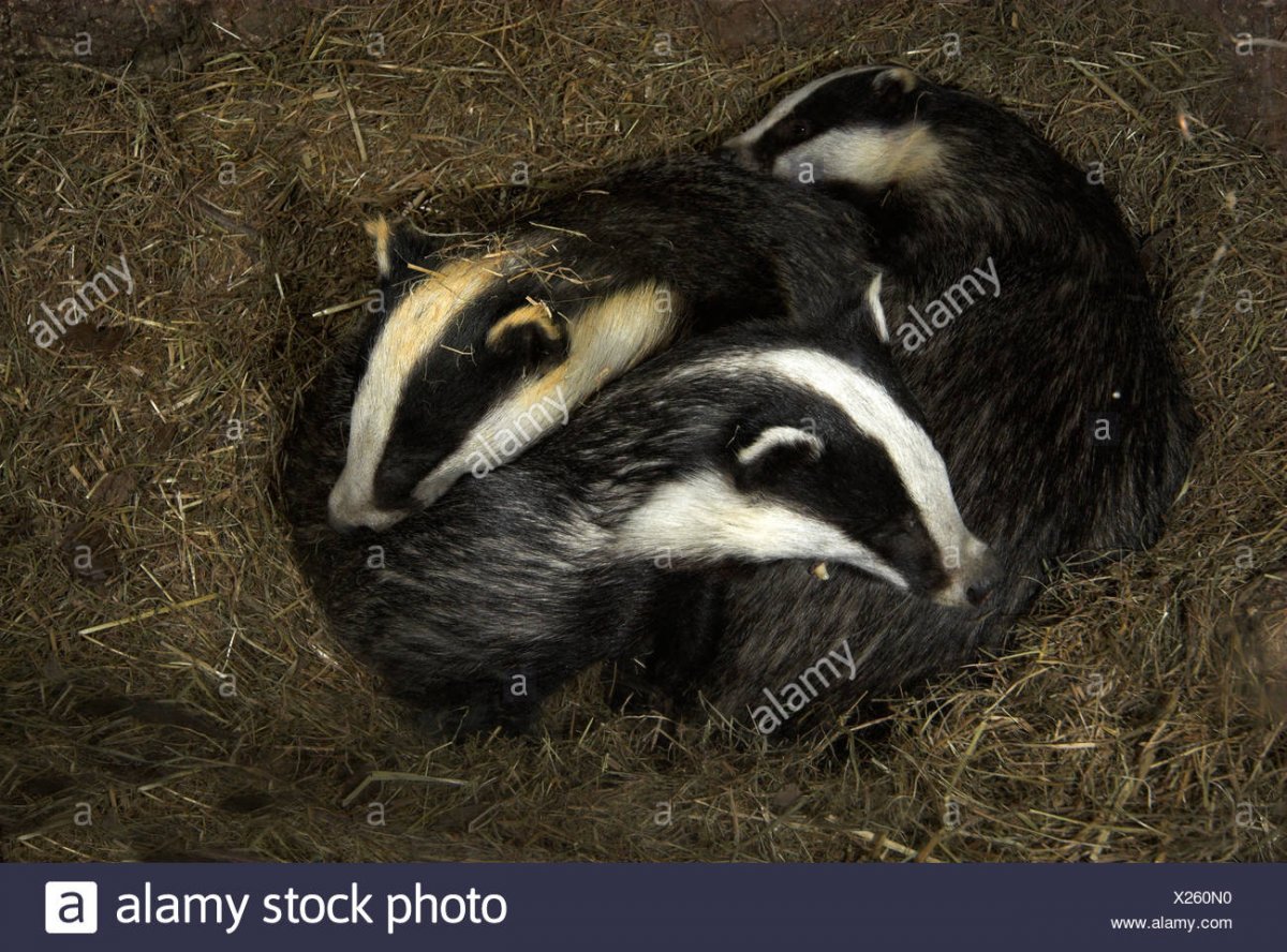 Спящий барсук