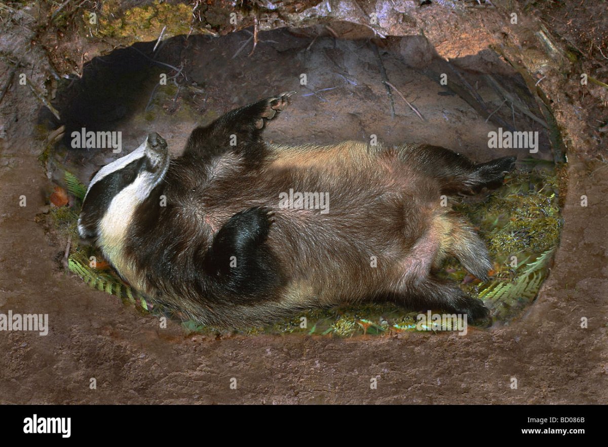 Барсук в брачный период