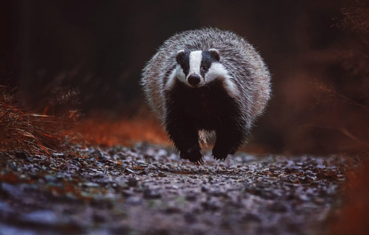 Барсук в спячке