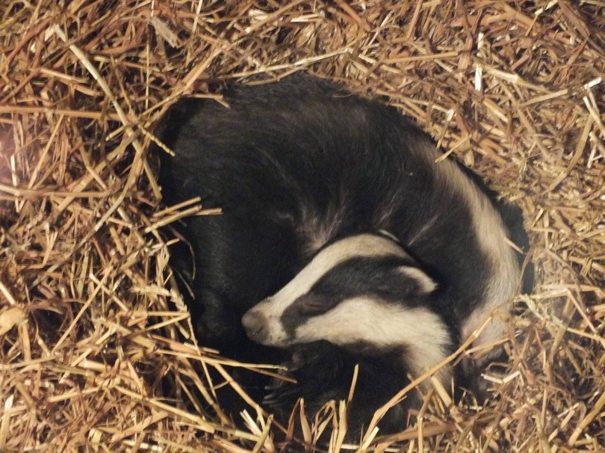 Барсук Дальневосточный