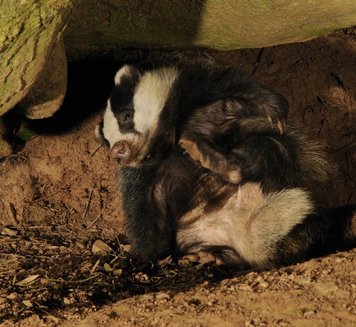 Барсук у Норы с барсучатами