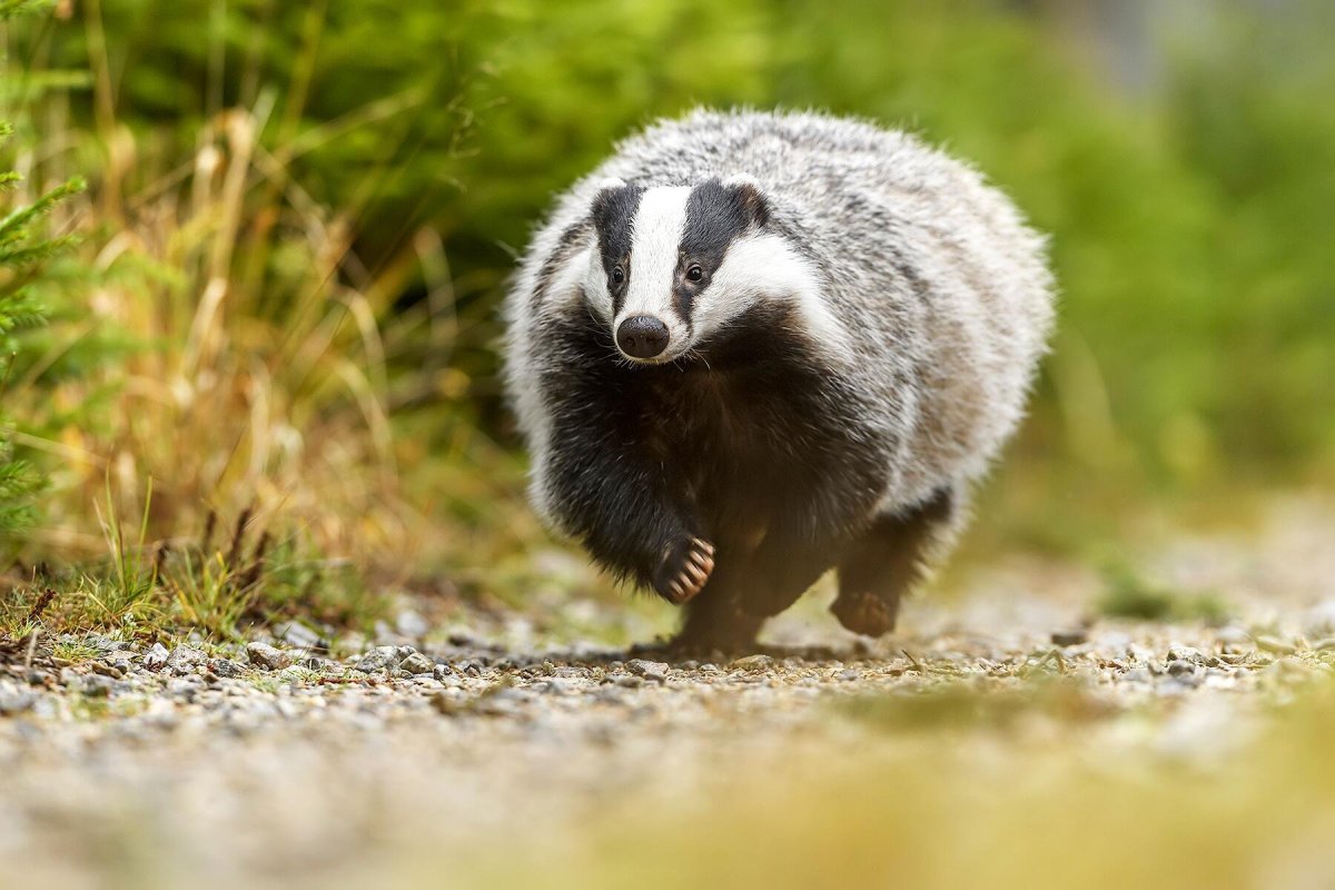 Популяция барсука Meles Meles