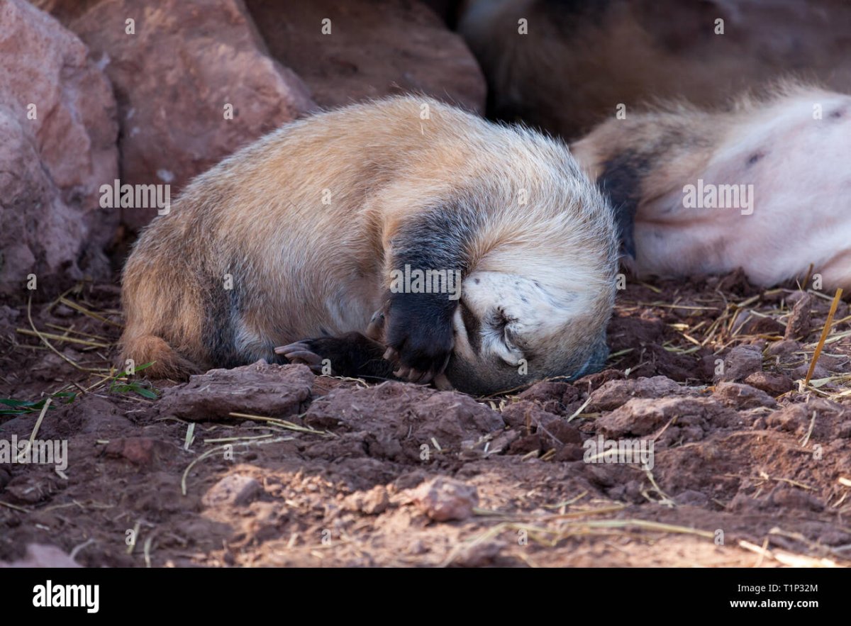 Европейский барсук Коми