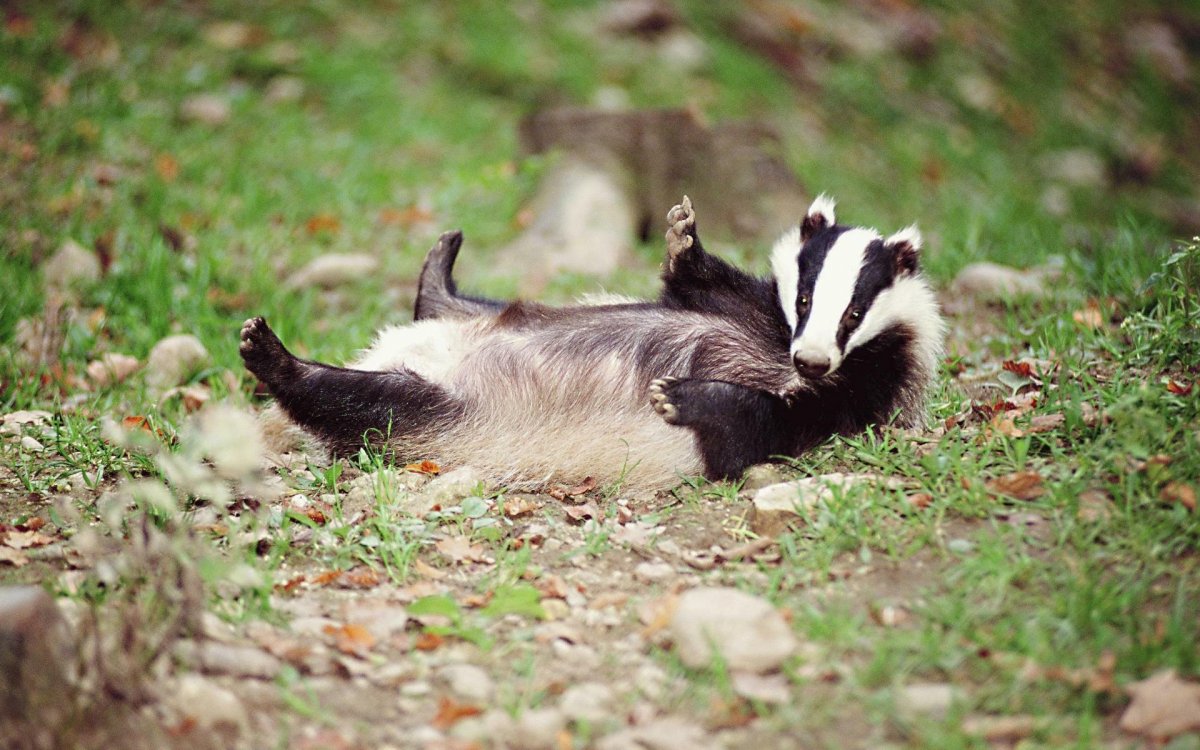 Барсук Meles Meles