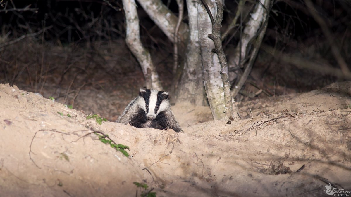Барсуки обнимаются