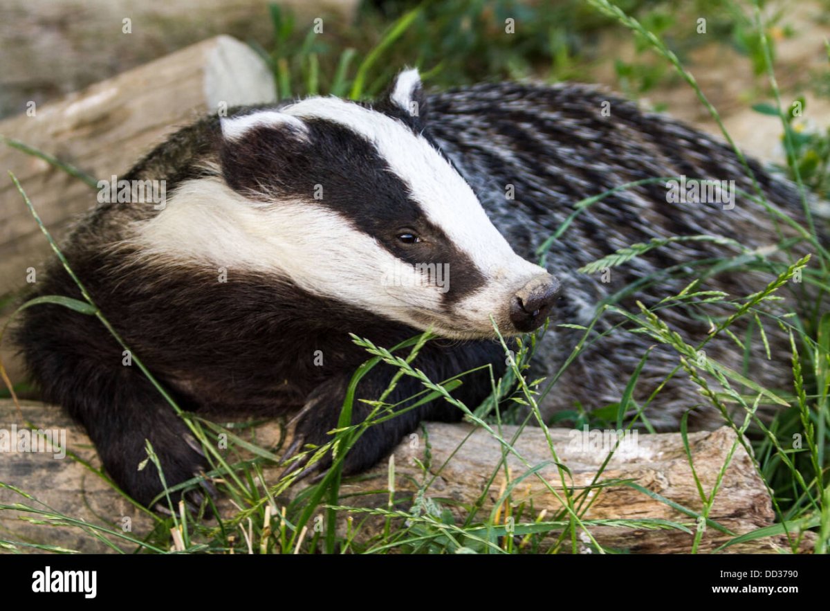 Снежный барсук