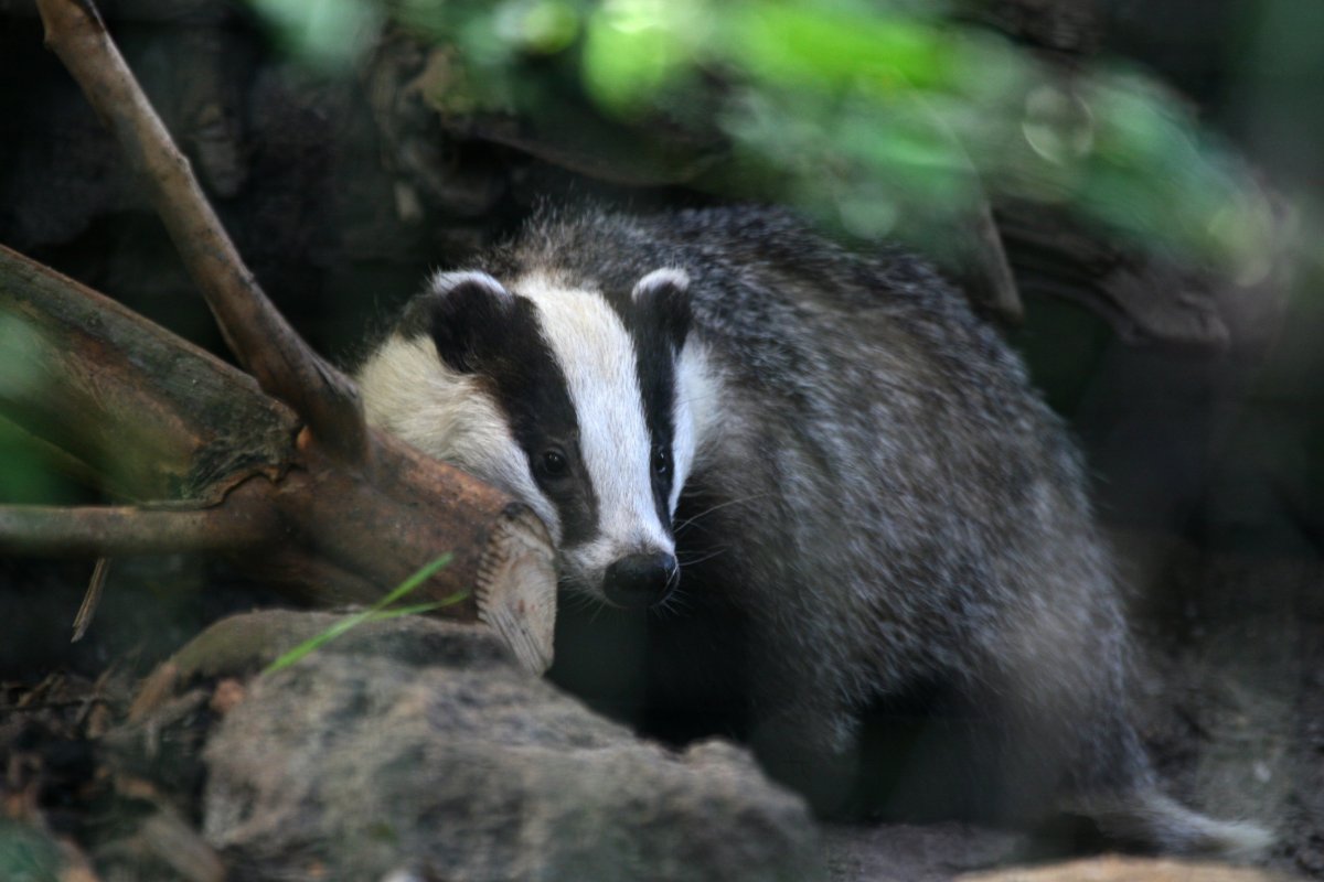 Барсук медоед
