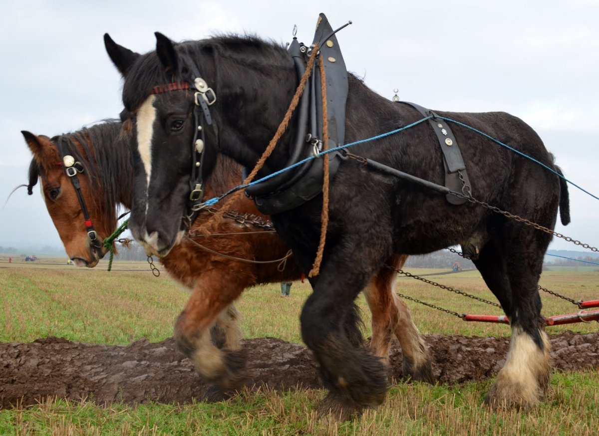 Конь тяжеловоз Шайр