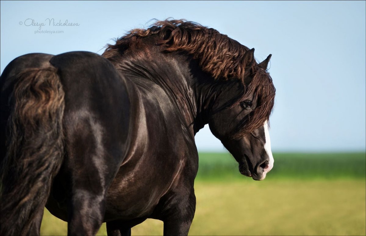 Бельгийский тяжеловоз