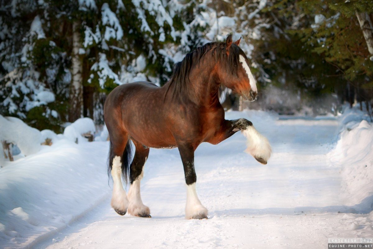 Бельгийский тяжеловоз брабансон