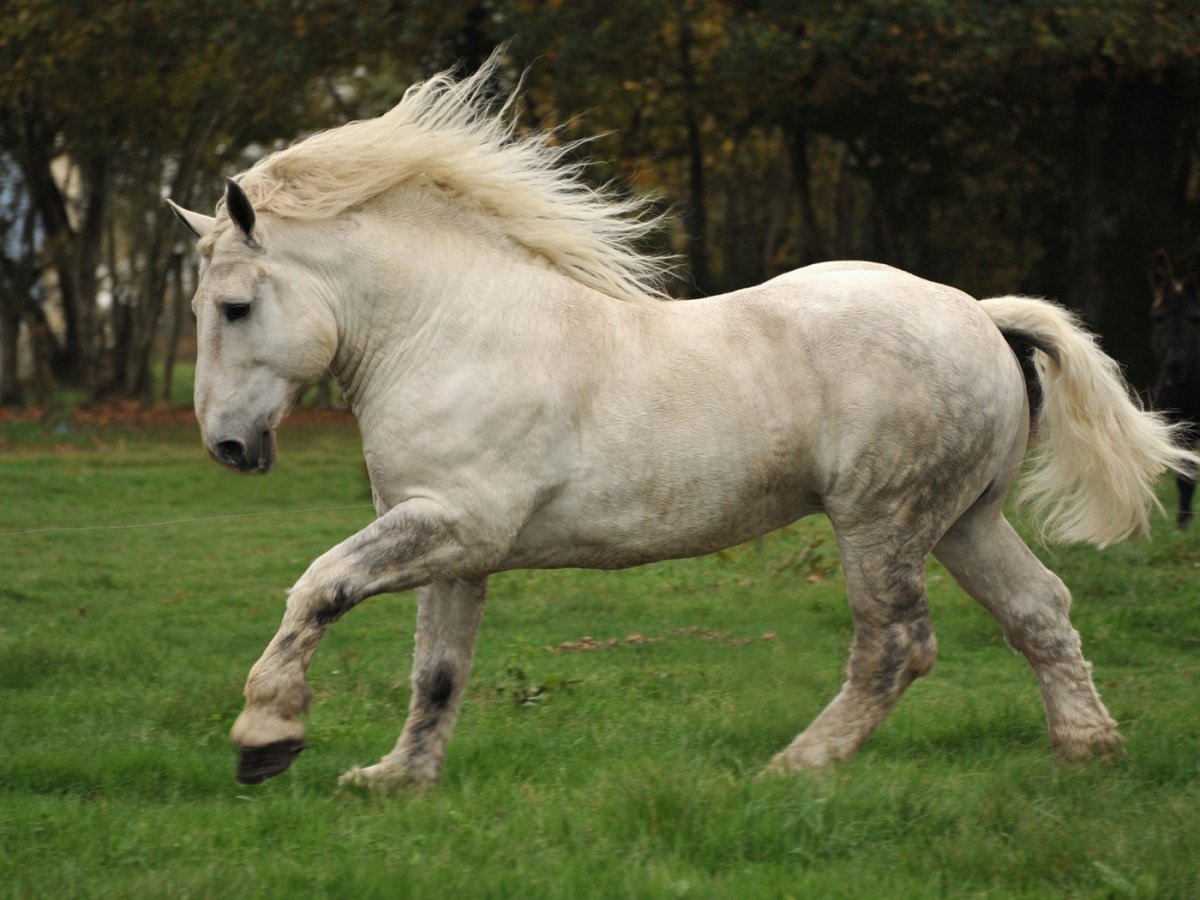 Бельгийский тяжеловоз брабансон