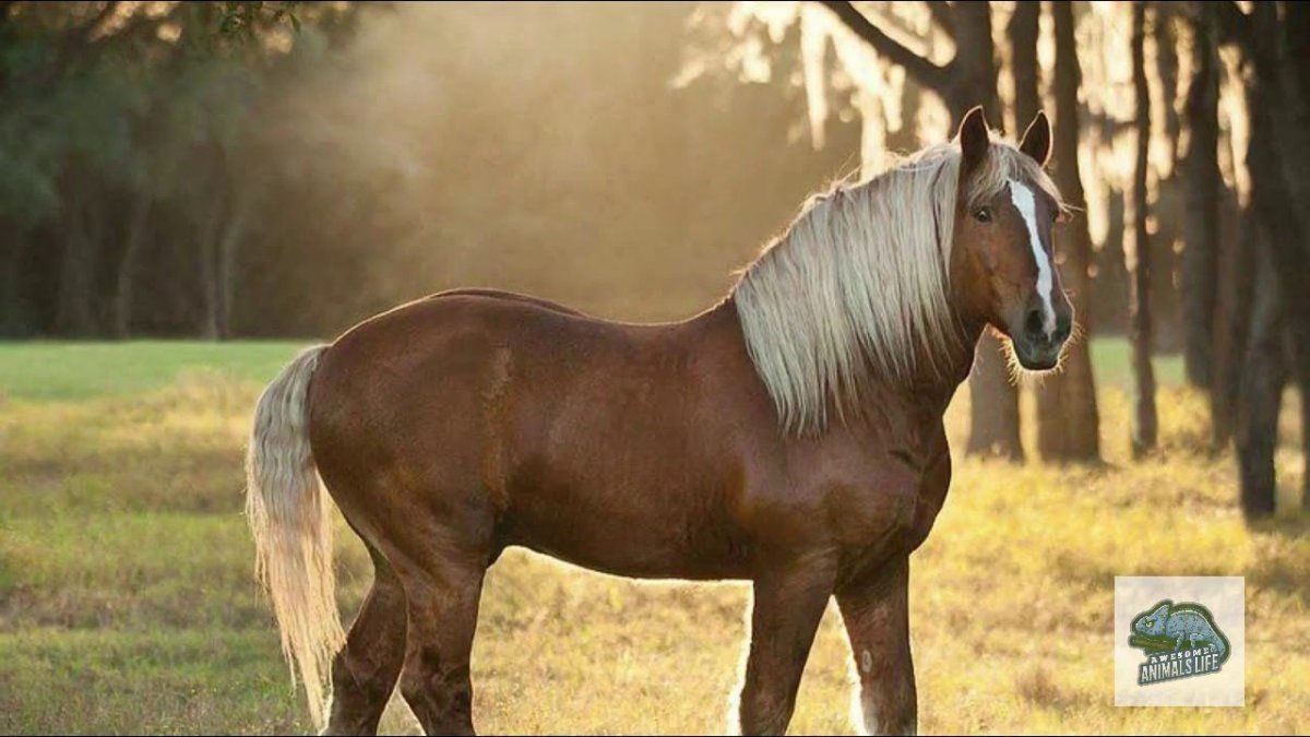 Лошади породы Шайр