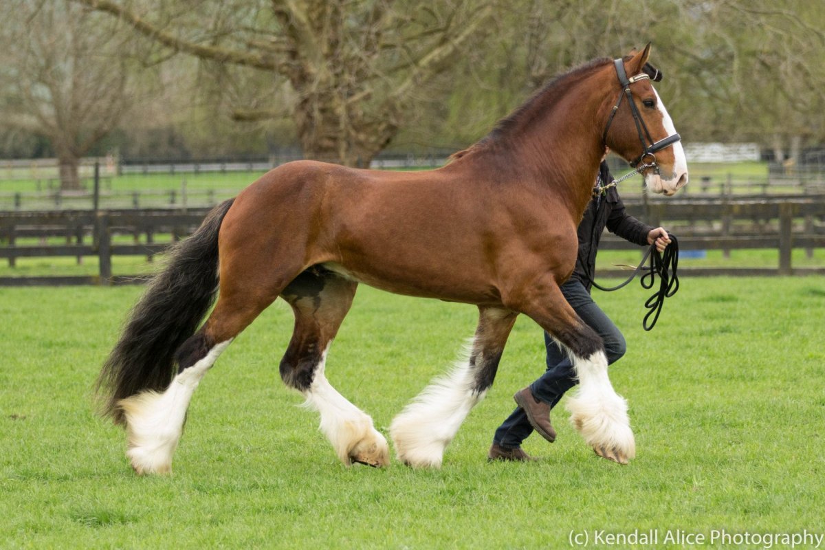 Лошади тяжеловозы Шайры