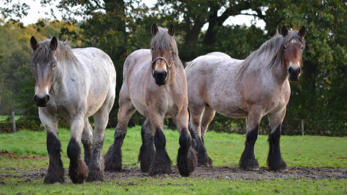 Тяжеловоз Першерон