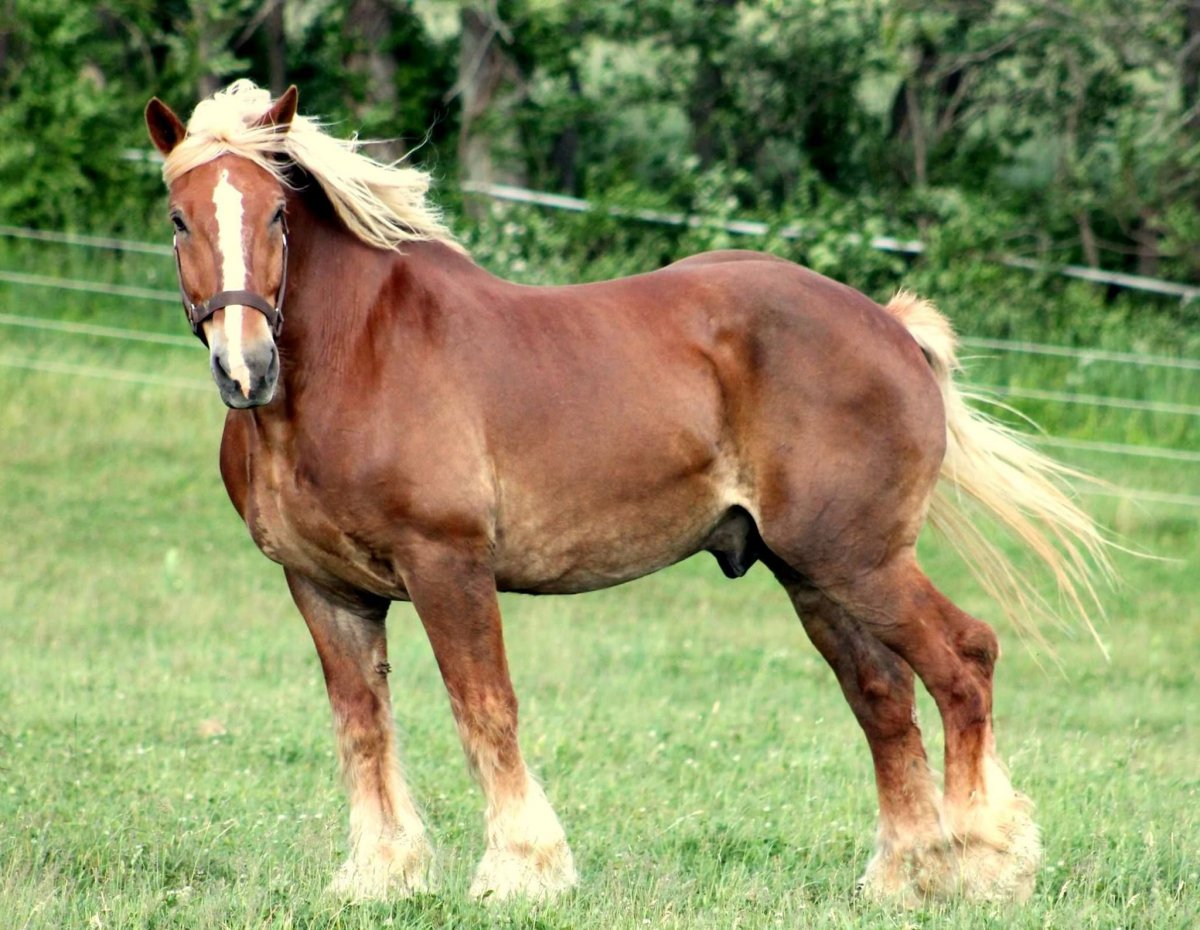 Першерон Першеронская лошадь