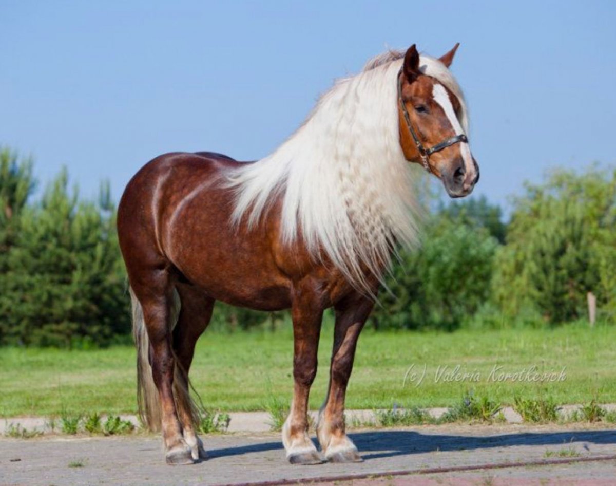 Пони породы Фалабелла