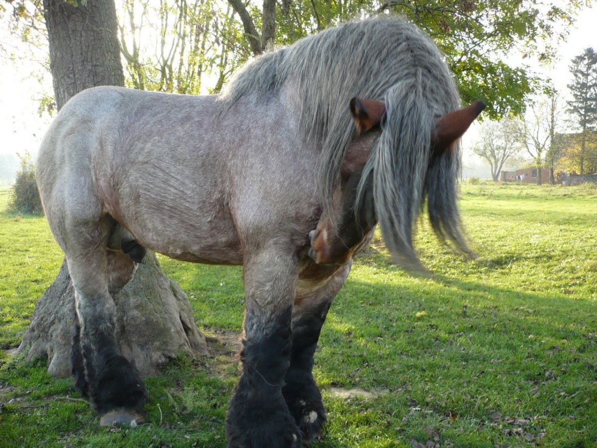 Клайдсдейл порода лошадей