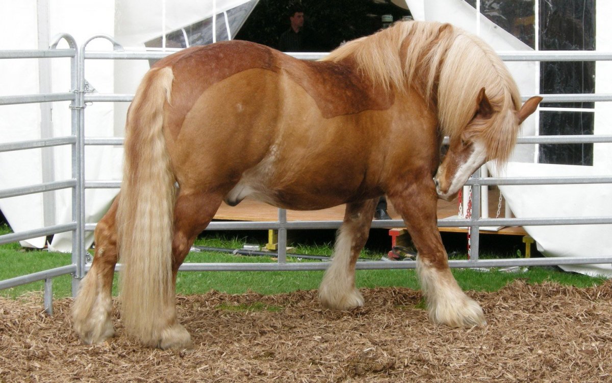 Цыганская упряжная лошадь (Тинкер, ирландский КОБ)