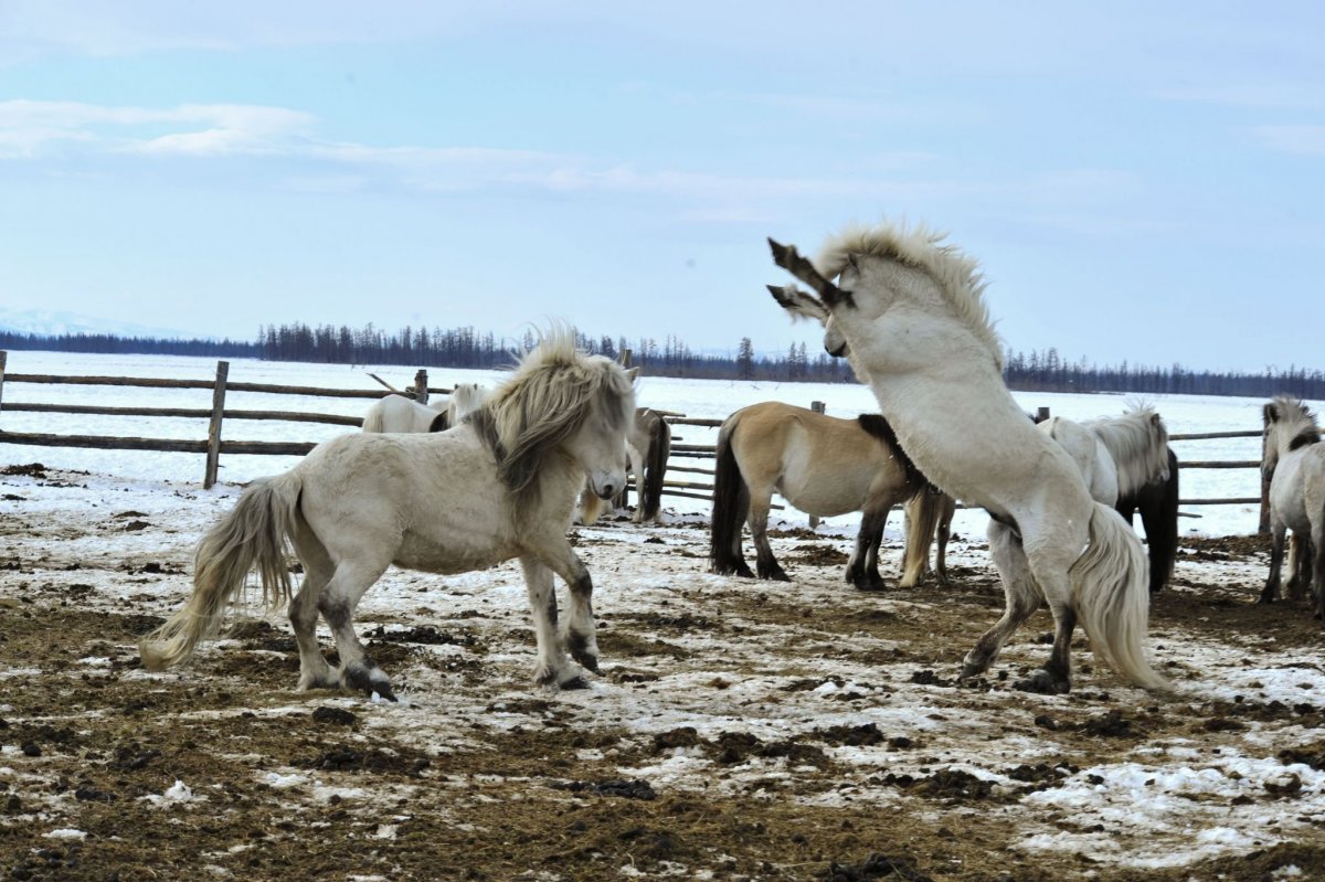 Тройка лошадей