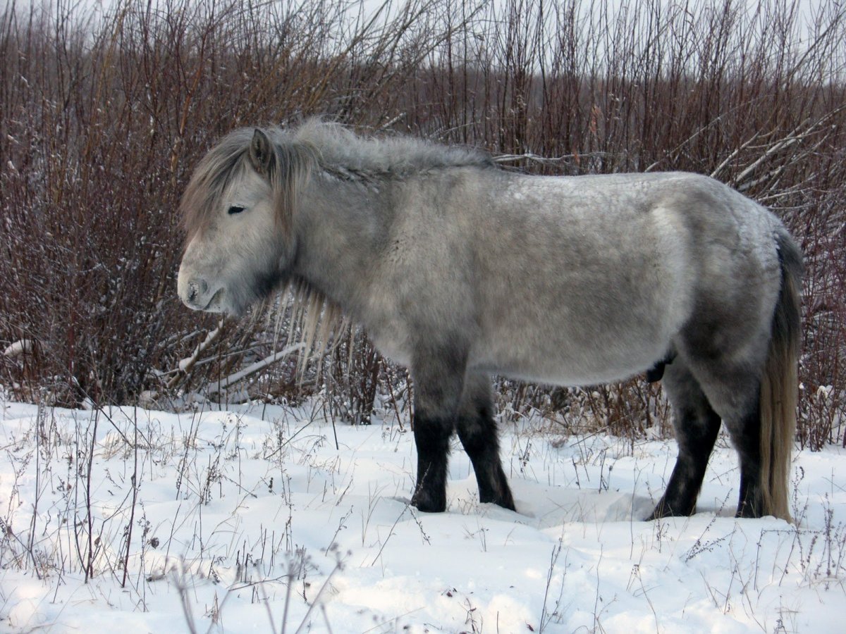 Якутская порода лошадей