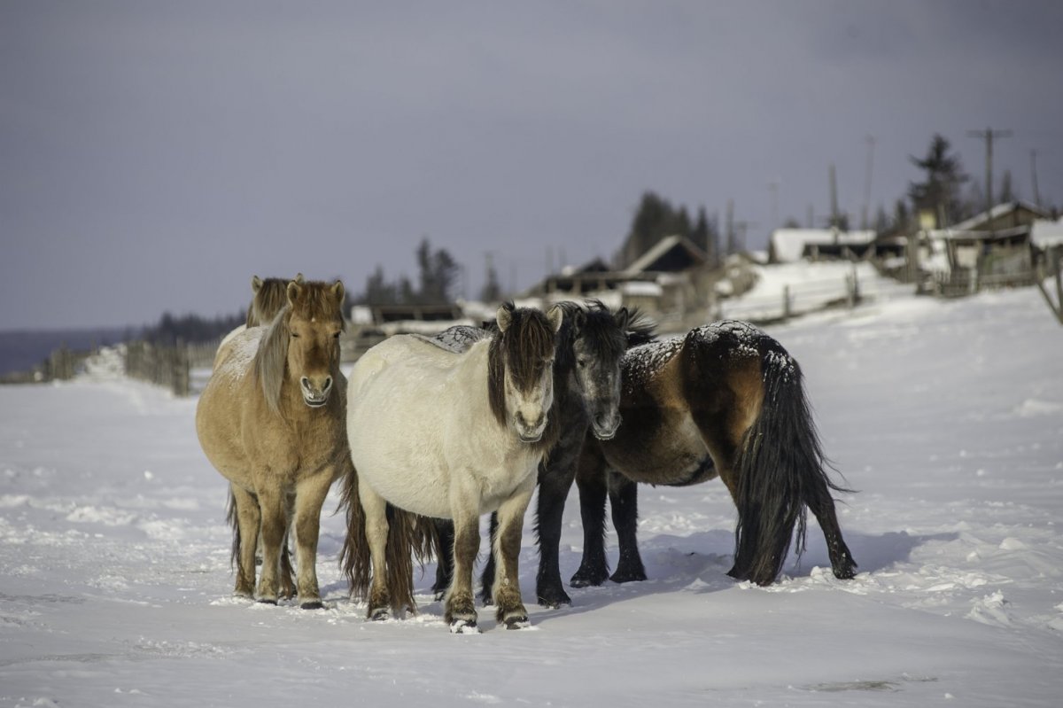 Зимняя лохматая лошадь