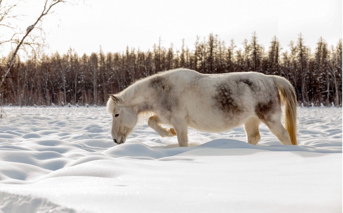 Фон Якутский лошадь