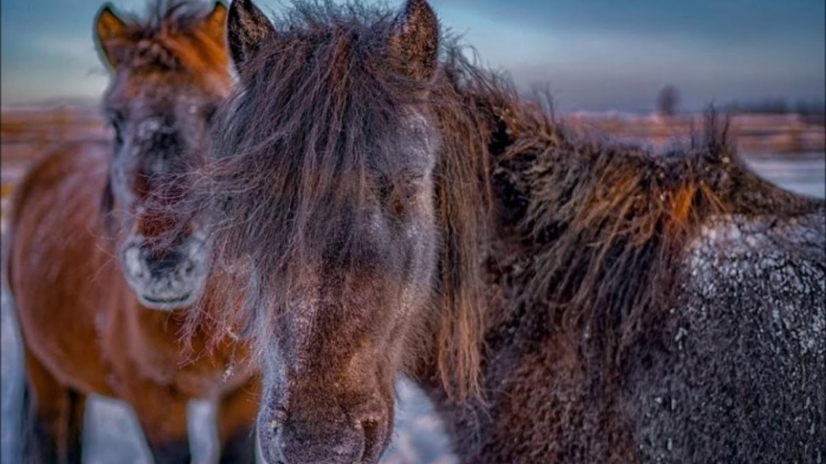 Якутская Дикая лошадь