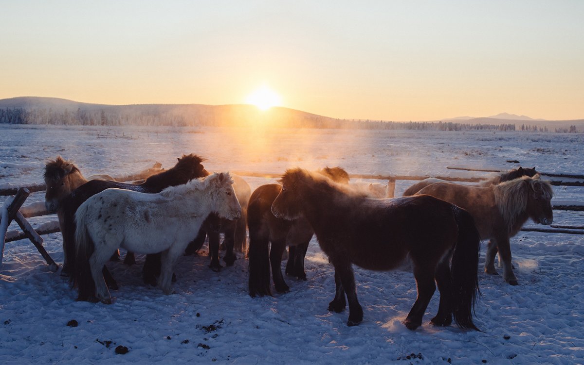 Якутские лошади Оймякон