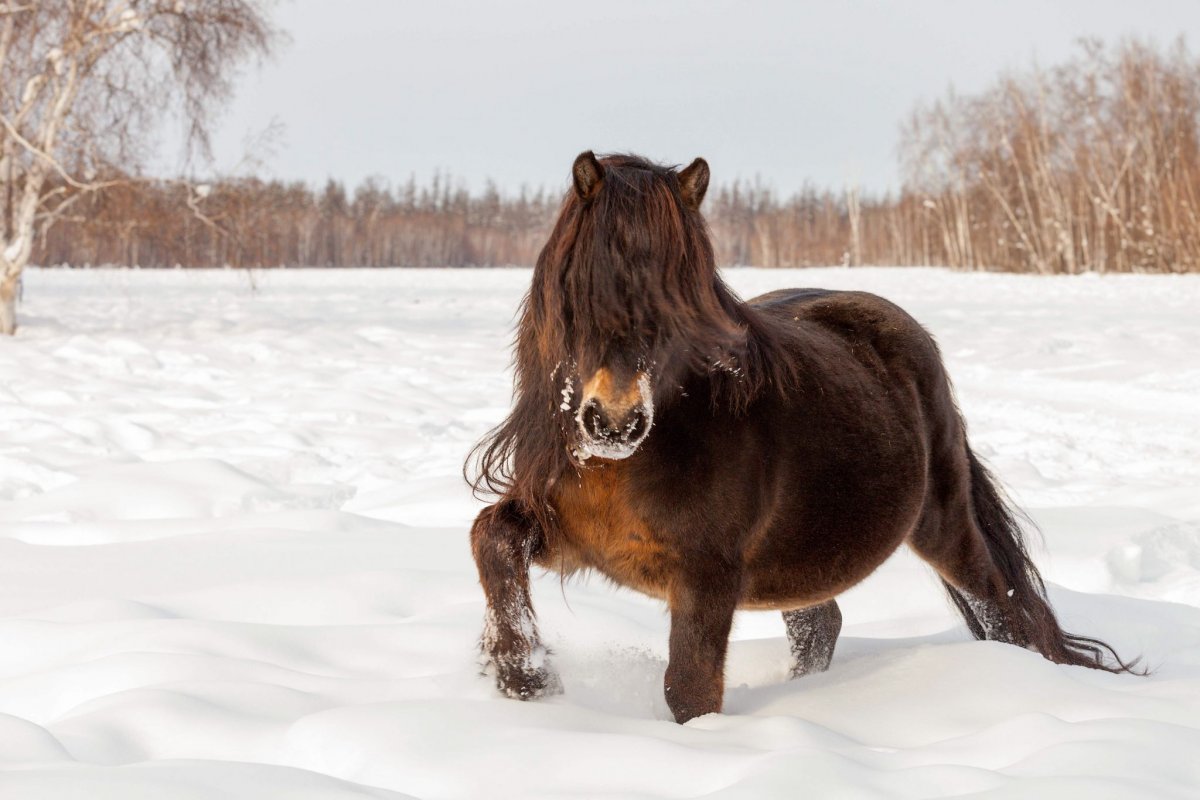Якутская порода лошадей