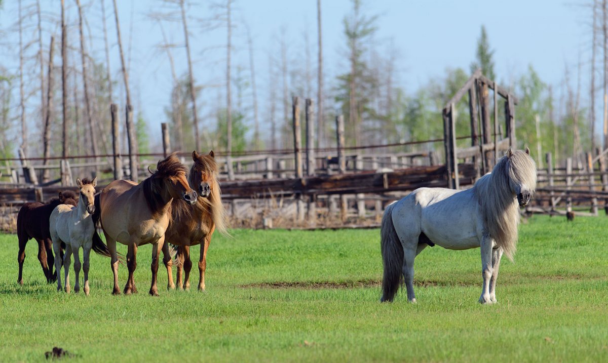 Якутские коровы и лошади
