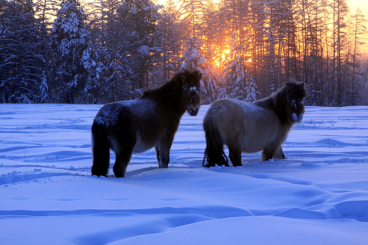Белая Якутская лошадь