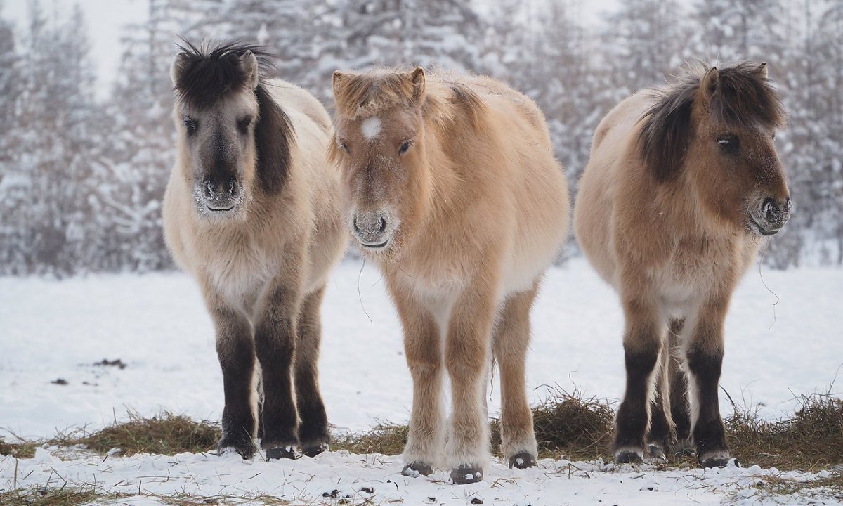 Аборигенная Якутская лошадь