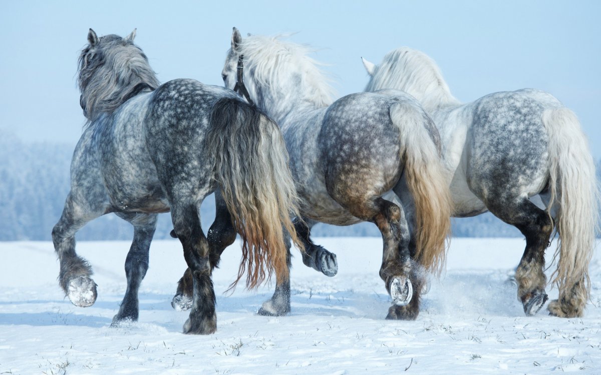 Лошади на снегу Якутии