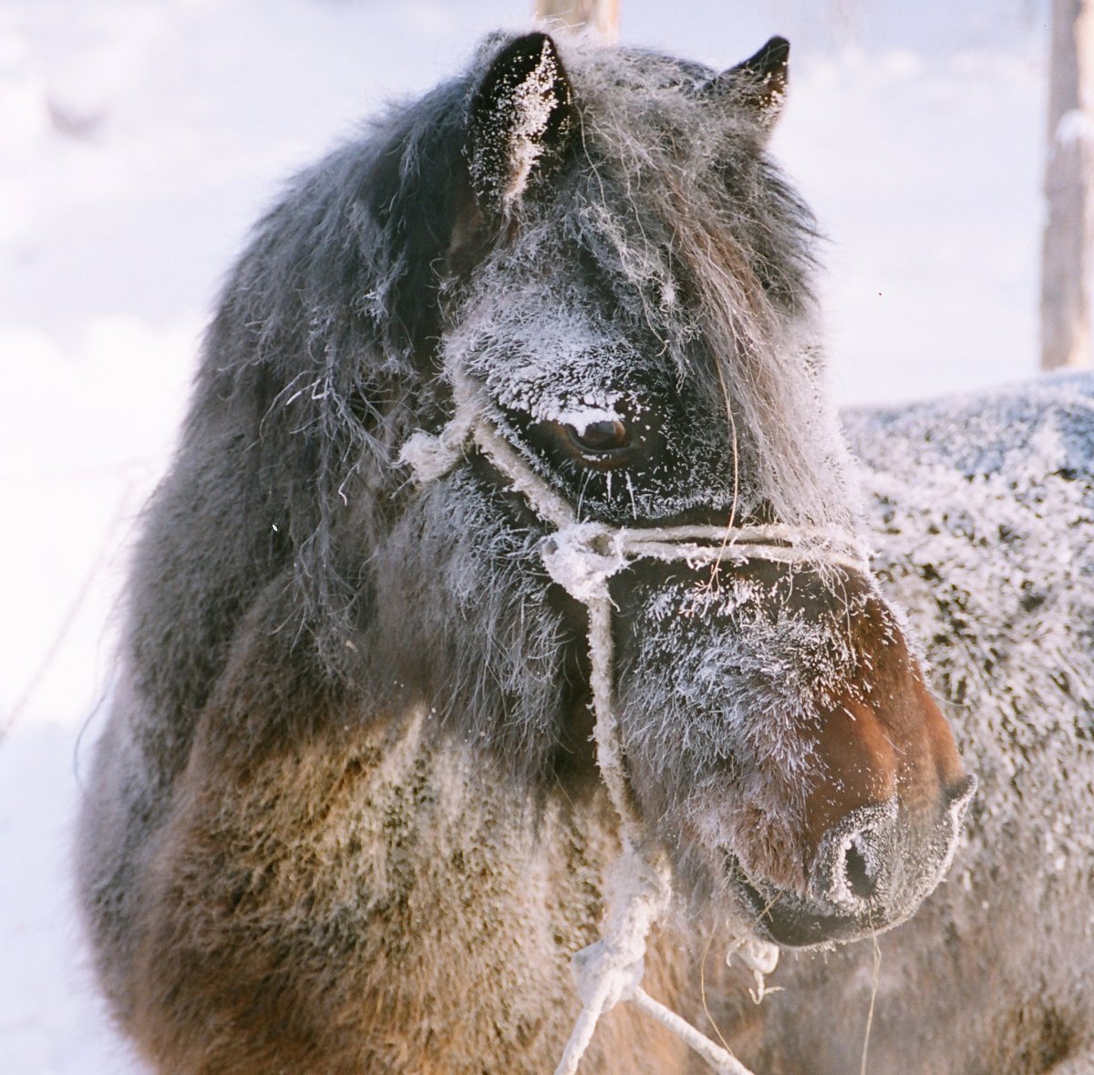 Саха Ата Якутская лошадь