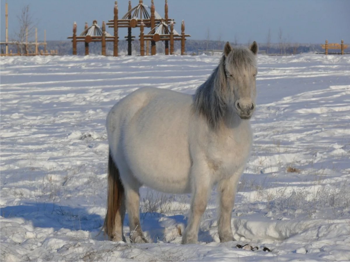 Якутские коровы и лошади