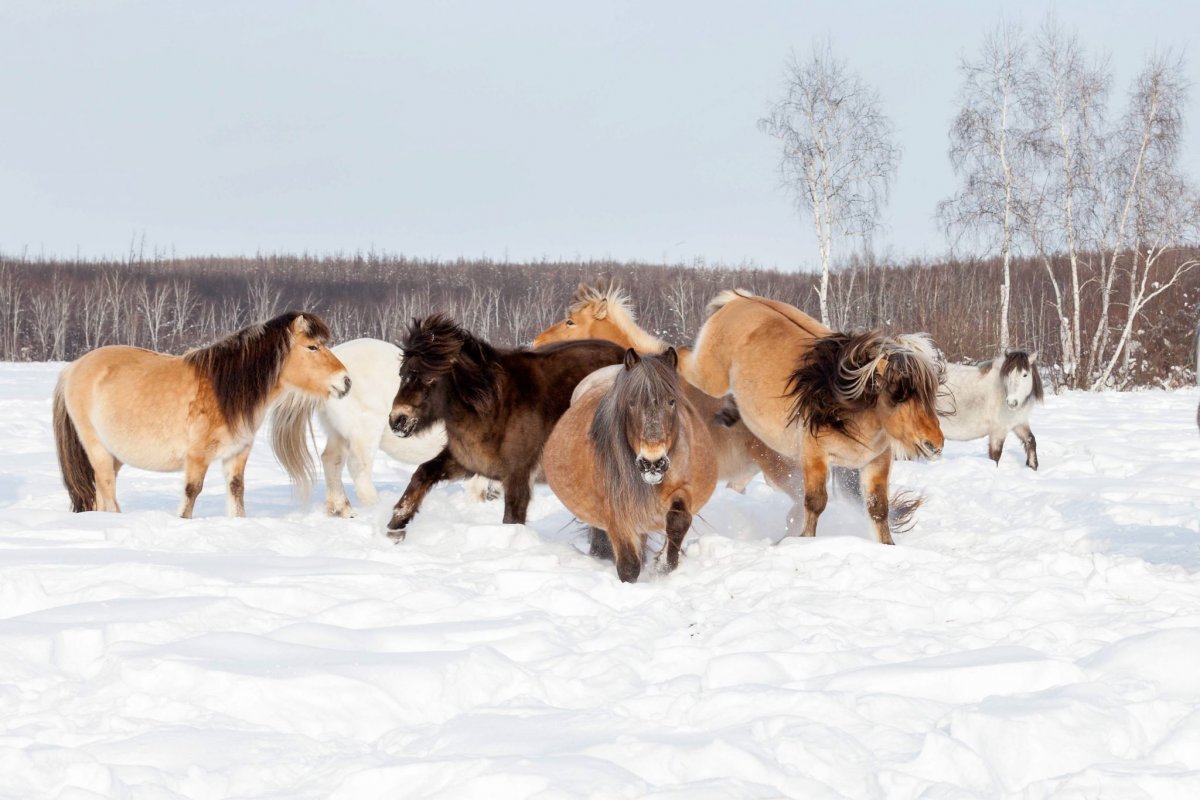 Якутская лошадь Соловая