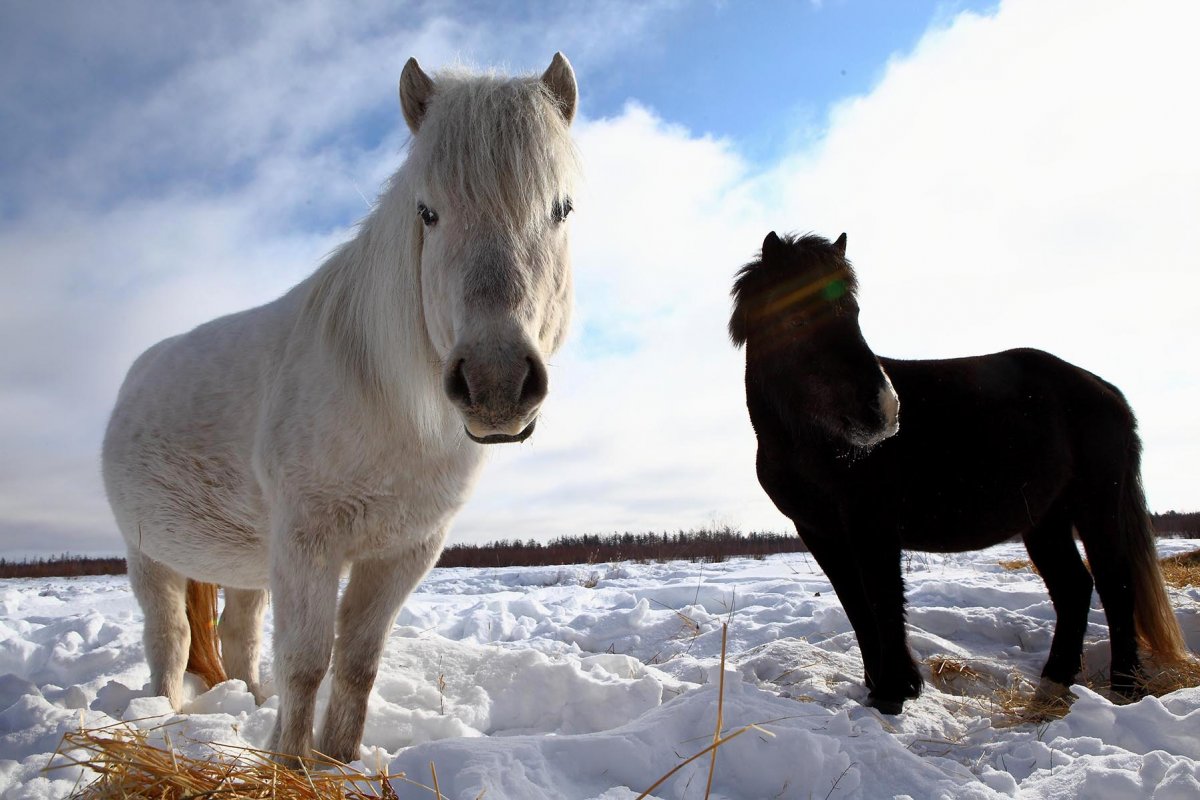 Якутская Дикая лошадь