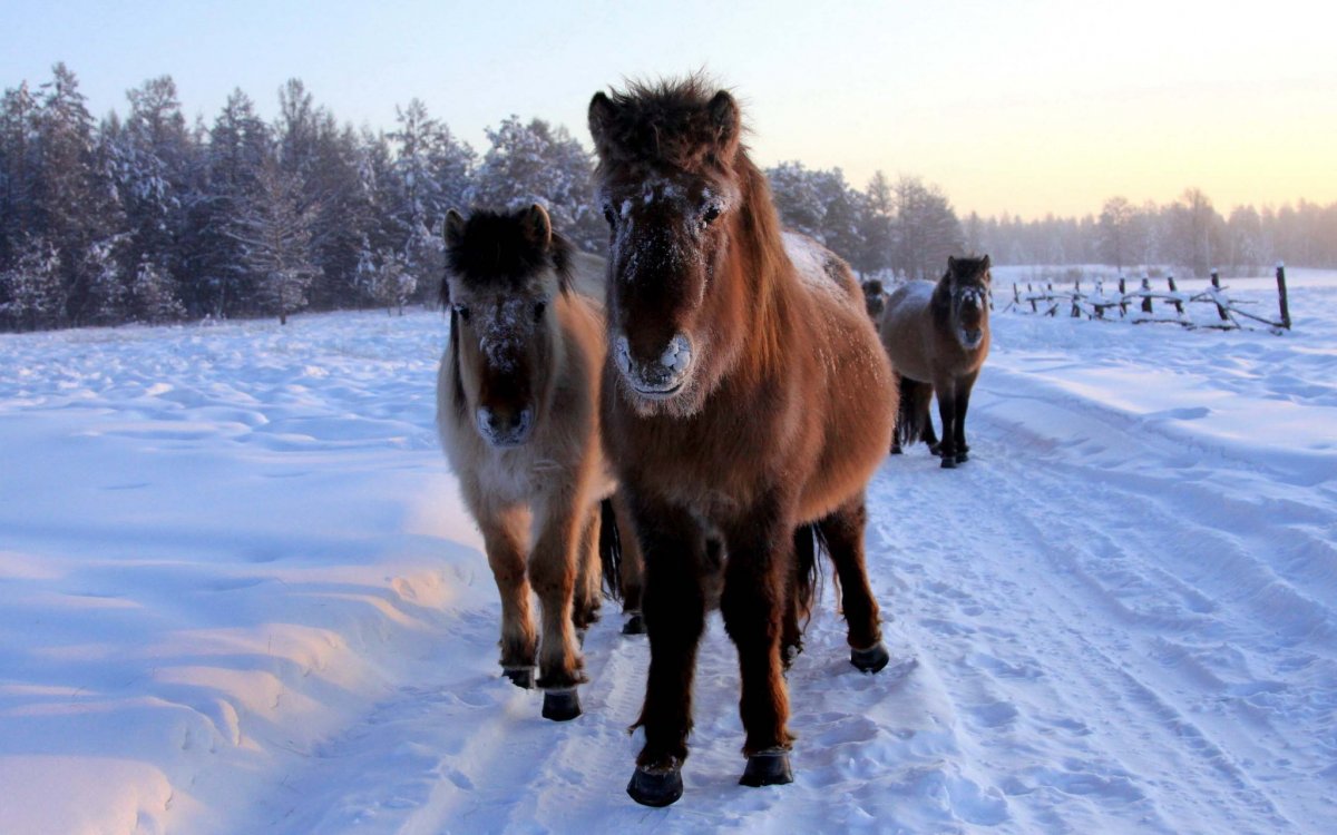 Якутские лошади зимой