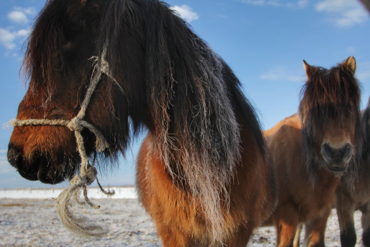 Коневодство Оймякон