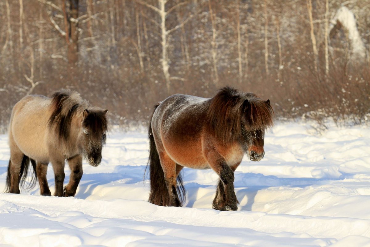 Аборигенная Якутская лошадь