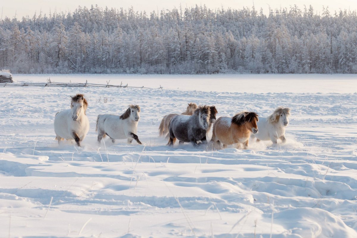 Коневодство в Якутии