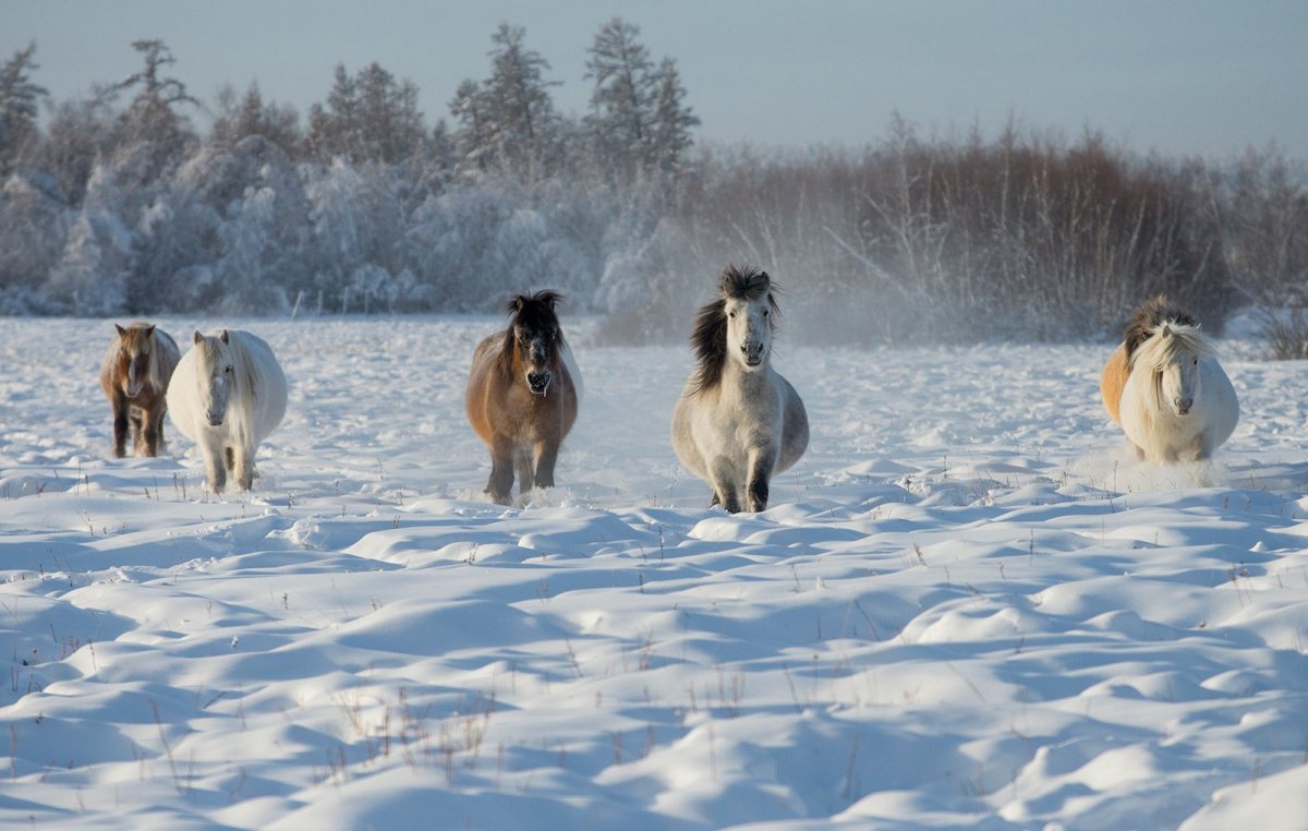 Дикие лошади Якутии