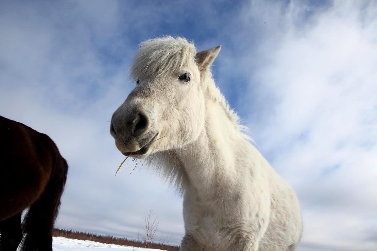 Якутская Дикая лошадь