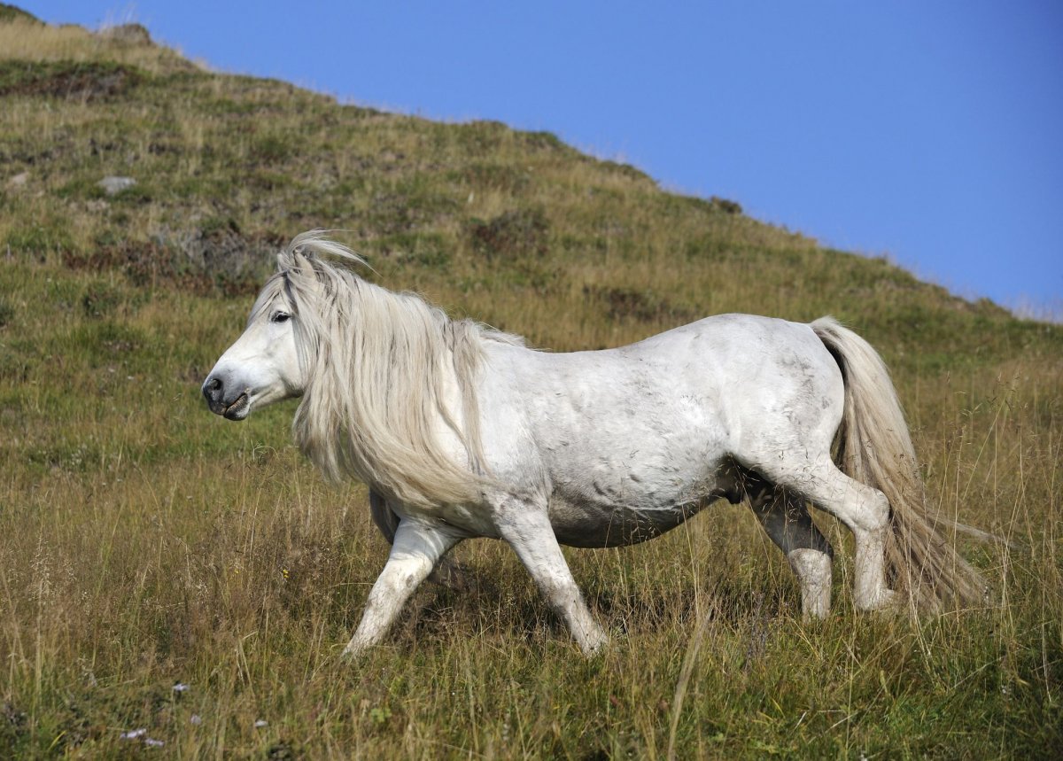 Дикие лошади Якутии
