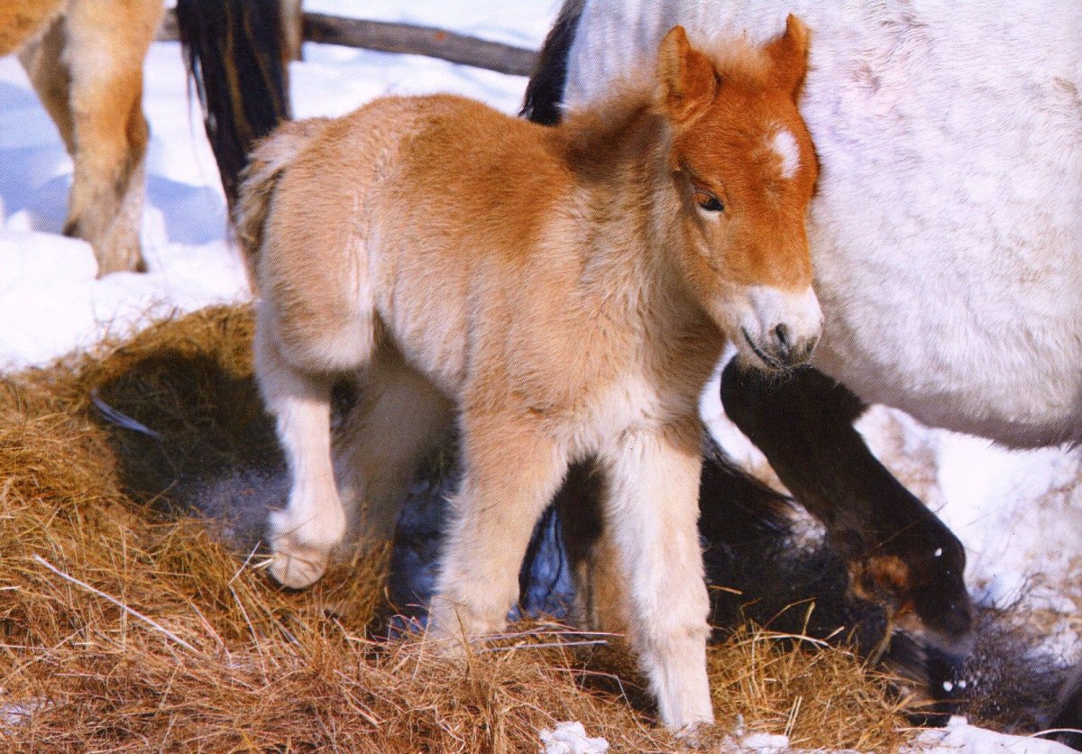 Дикие лошади Якутии