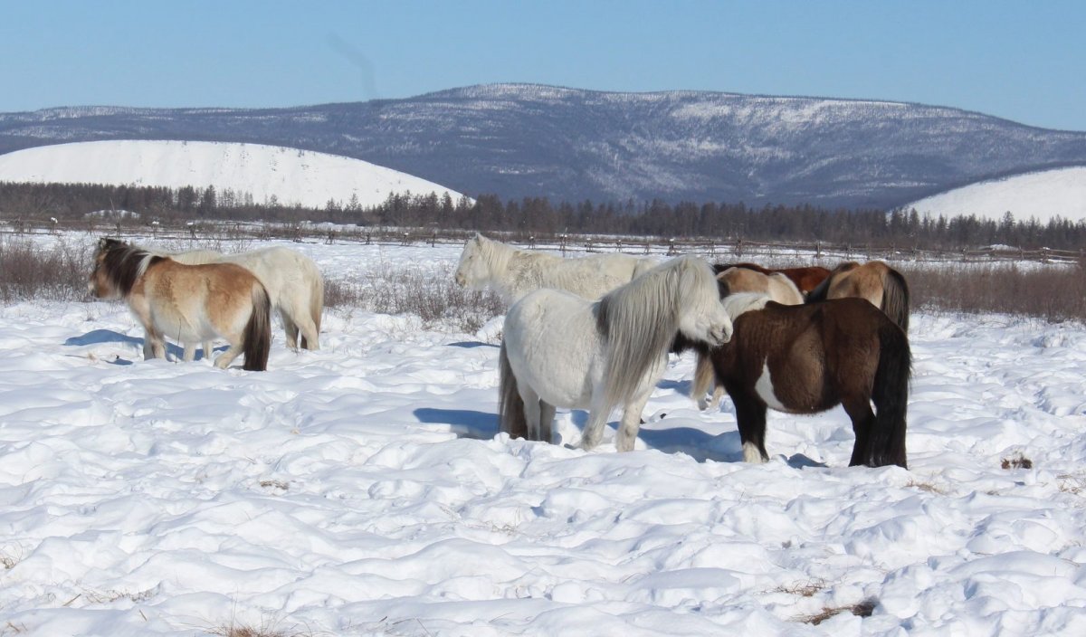 Саха сылгыта