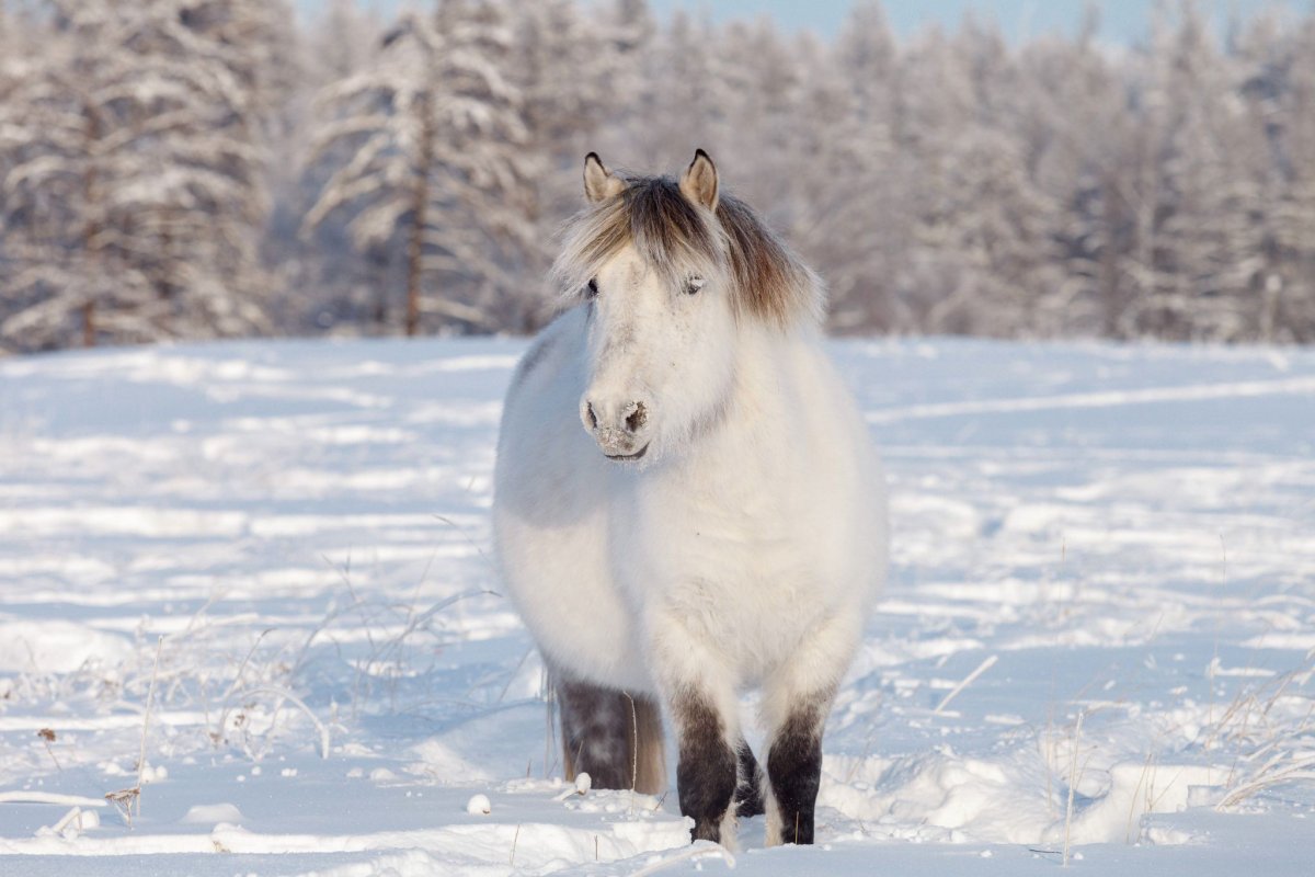 Якутская лошадь под седлом