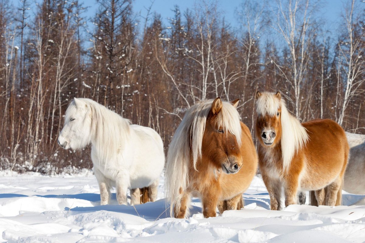 Якутская порода лошадей