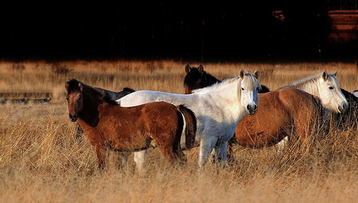 Лошади Якутия Весна